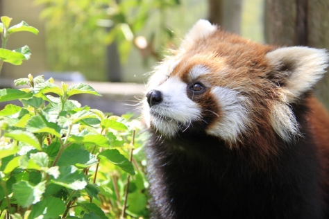 日本平動物園